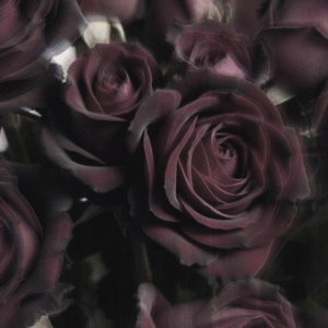 Black Baccara - Framed Fine Art Canvas Print