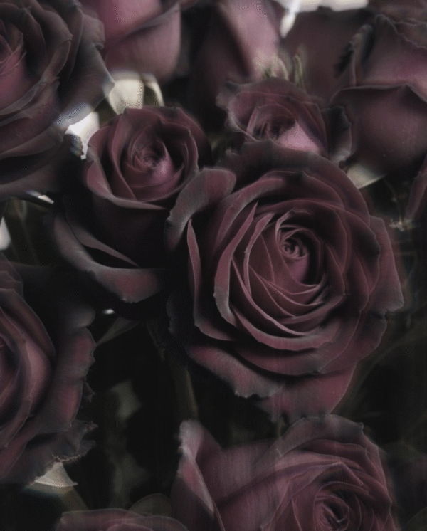Black Baccara - Framed Fine Art Canvas Print